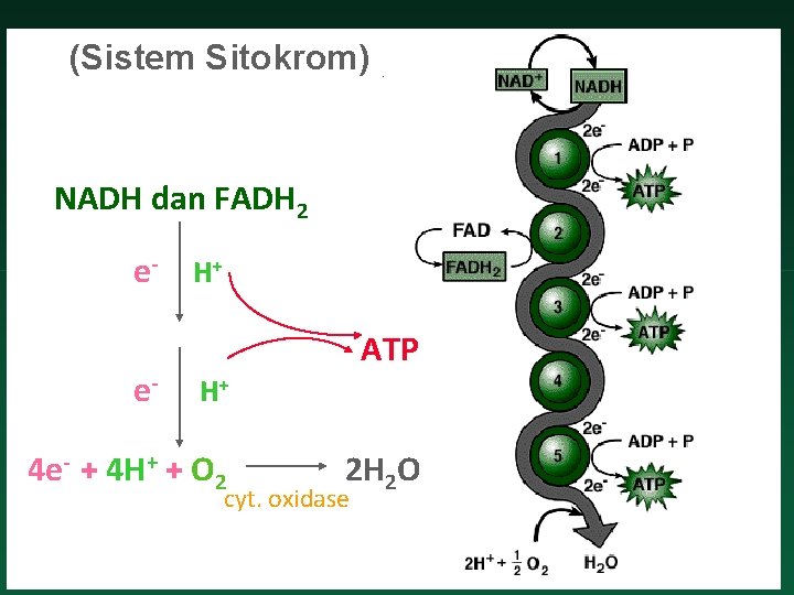 (Sistem Sitokrom) NADH dan FADH 2 e- H + e- ATP H+ 4 e-