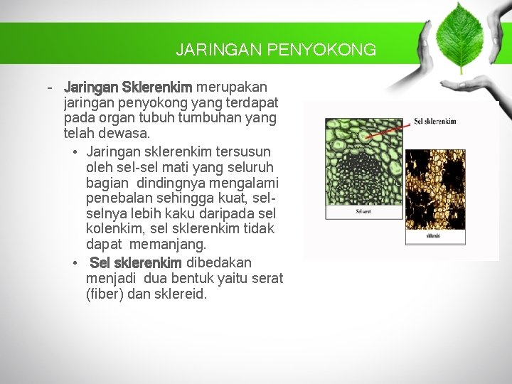 JARINGAN PENYOKONG – Jaringan Sklerenkim merupakan jaringan penyokong yang terdapat pada organ tubuh tumbuhan