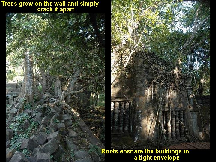 Trees grow on the wall and simply crack it apart Roots ensnare the buildings