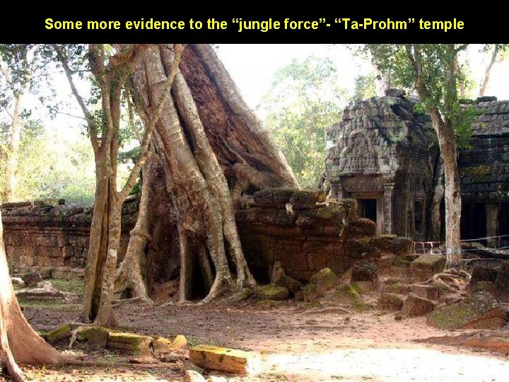 Some more evidence to the “jungle force”- “Ta-Prohm” temple 