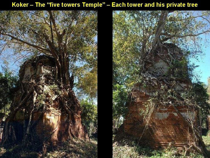 Koker – The “five towers Temple” – Each tower and his private tree 