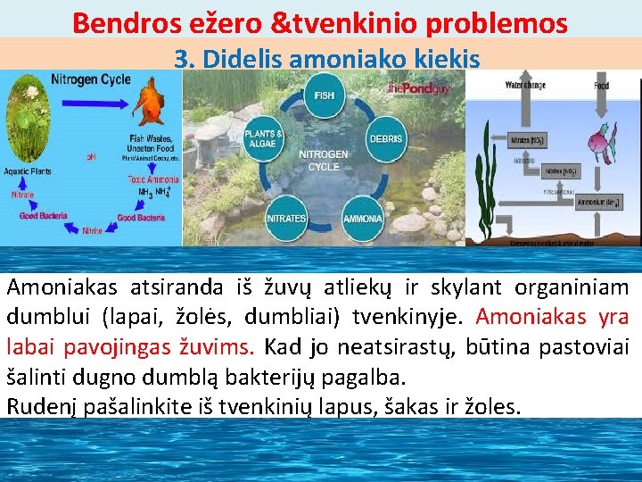 Bendros ežero &tvenkinio problemos 3. Didelis amoniako kiekis Amoniakas atsiranda iš žuvų atliekų ir