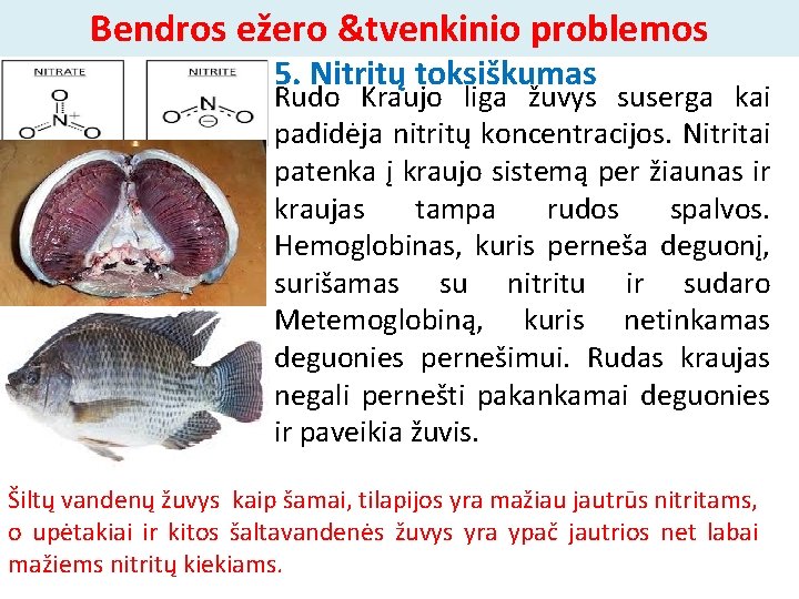 Bendros ežero &tvenkinio problemos 5. Nitritų toksiškumas Rudo Kraujo liga žuvys suserga kai padidėja