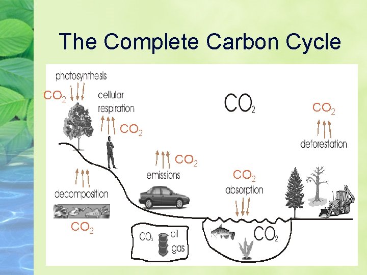 The Complete Carbon Cycle CO 2 CO 2 