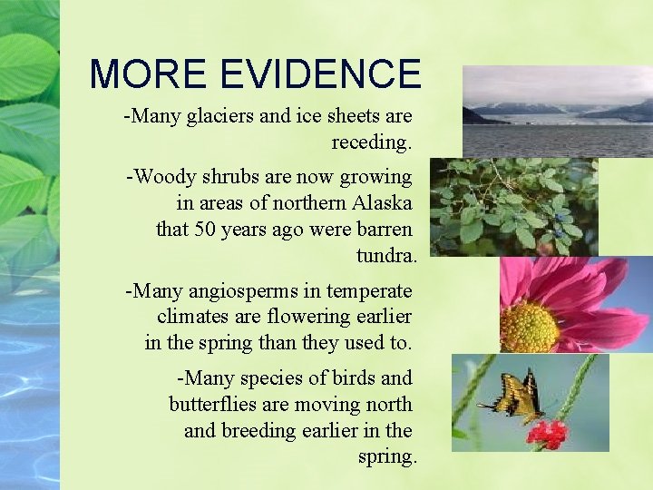 MORE EVIDENCE -Many glaciers and ice sheets are receding. -Woody shrubs are now growing