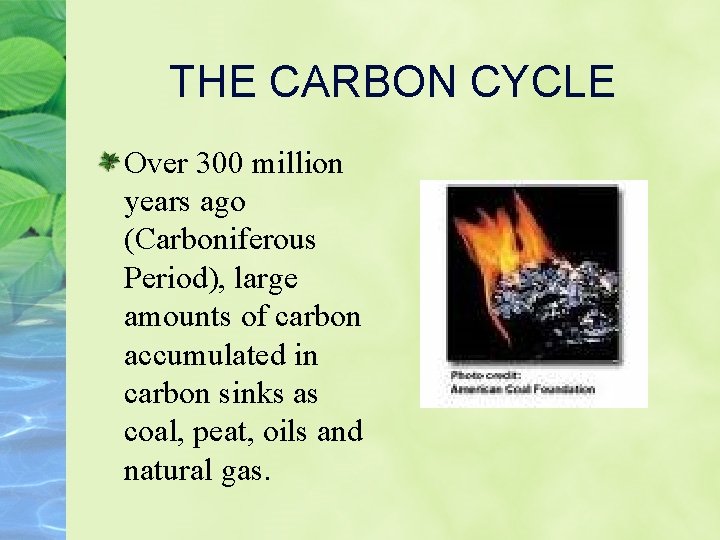THE CARBON CYCLE Over 300 million years ago (Carboniferous Period), large amounts of carbon