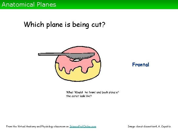 Anatomical Planes Which plane is being cut? Frontal From the Virtual Anatomy and Physiology