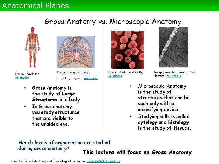 Anatomical Planes Gross Anatomy vs. Microscopic Anatomy Image: Skeleton, wikimedia • • Image: Lung