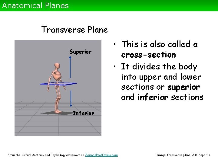 Anatomical Planes Transverse Plane Superior • This is also called a cross-section • It