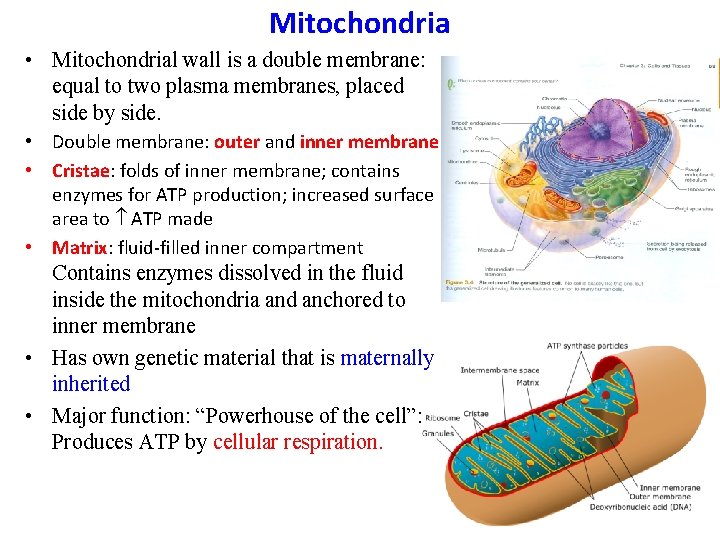 Mitochondria • Mitochondrial wall is a double membrane: equal to two plasma membranes, placed
