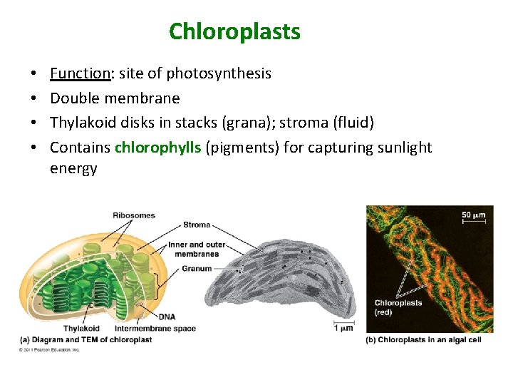 Chloroplasts • • Function: site of photosynthesis Double membrane Thylakoid disks in stacks (grana);