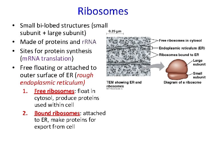 Ribosomes • Small bi-lobed structures (small subunit + large subunit) • Made of proteins