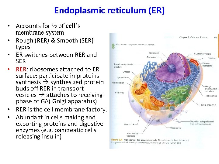 Endoplasmic reticulum (ER) • Accounts for ½ of cell’s membrane system • Rough (RER)