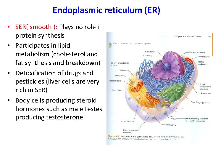 Endoplasmic reticulum (ER) • SER( smooth ): Plays no role in protein synthesis •
