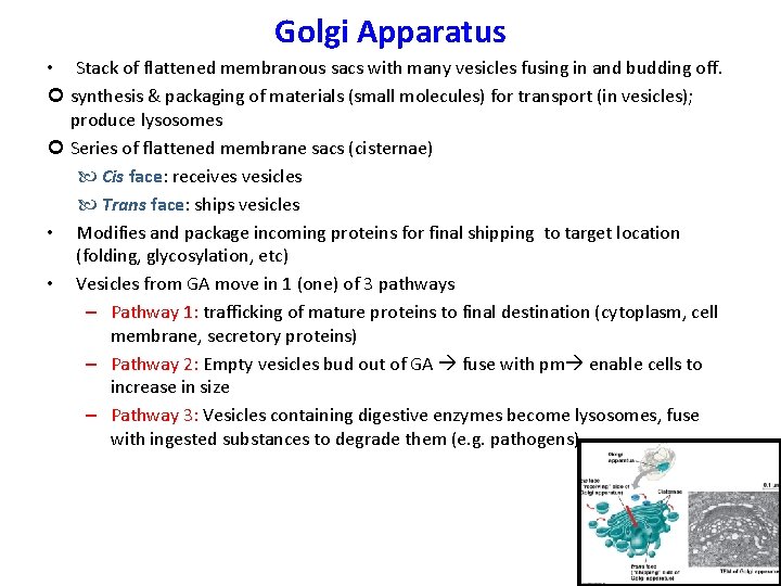 Golgi Apparatus • Stack of flattened membranous sacs with many vesicles fusing in and