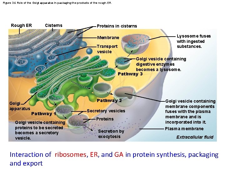 Figure 3. 6 Role of the Golgi apparatus in packaging the products of the