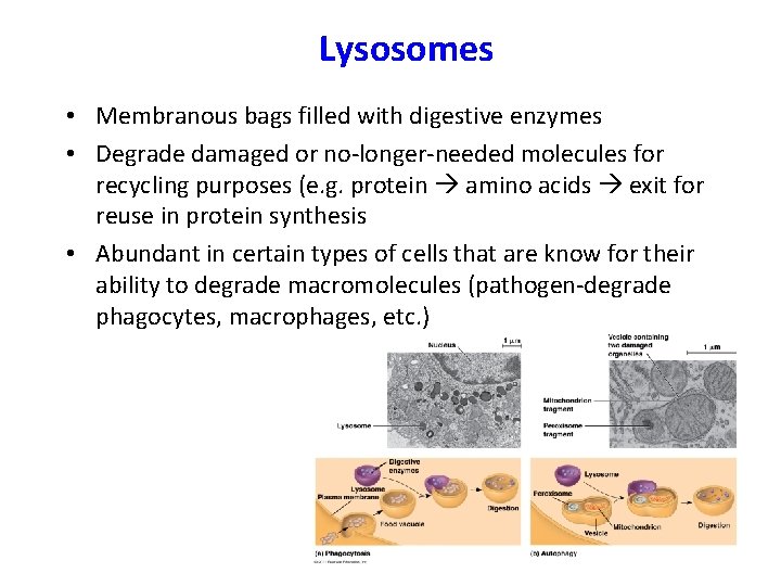 Lysosomes • Membranous bags filled with digestive enzymes • Degrade damaged or no-longer-needed molecules