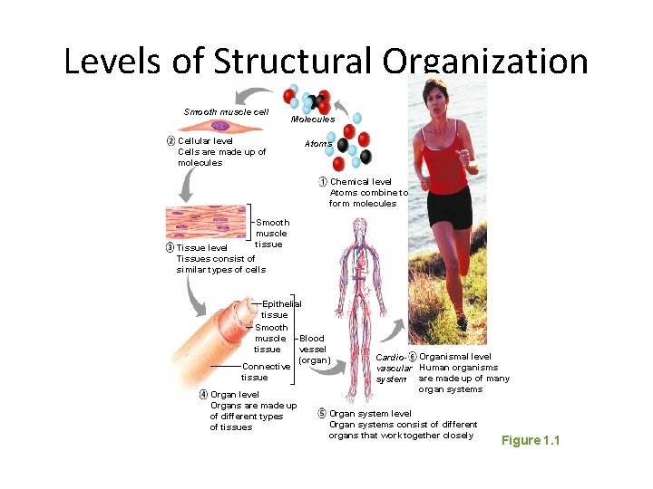 Levels of Structural Organization Smooth muscle cell Molecules Cellular level Cells are made up
