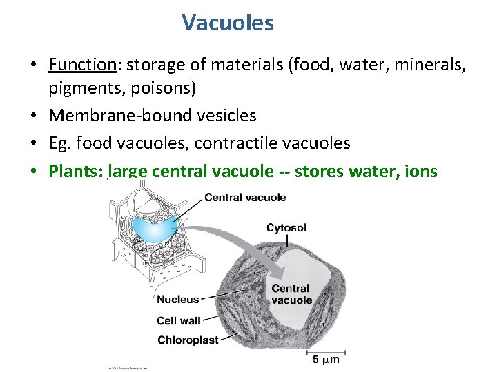 Vacuoles • Function: storage of materials (food, water, minerals, pigments, poisons) • Membrane-bound vesicles