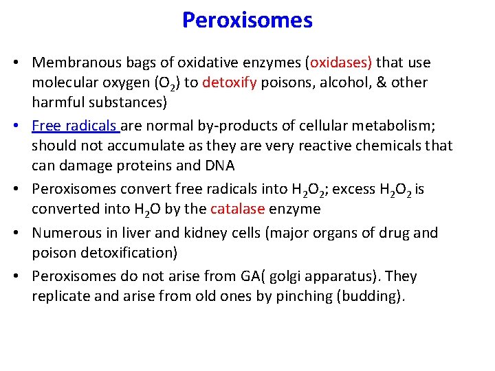 Peroxisomes • Membranous bags of oxidative enzymes (oxidases) that use molecular oxygen (O 2)