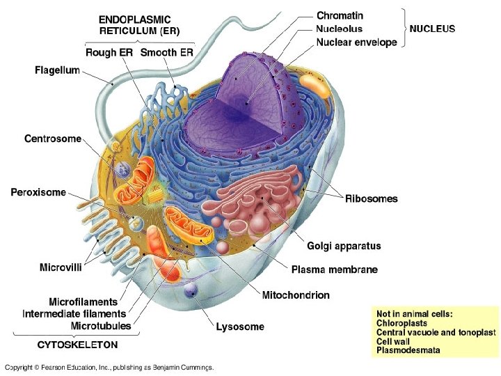 Parts of plant & animal cell p 108 -109 