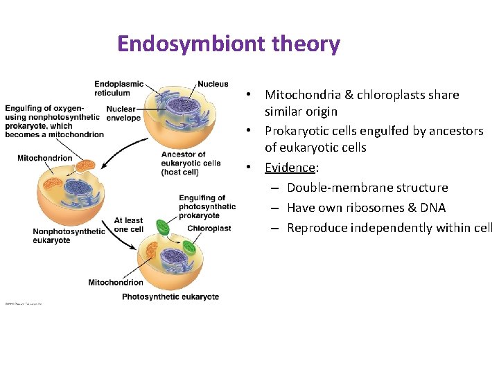Endosymbiont theory • Mitochondria & chloroplasts share similar origin • Prokaryotic cells engulfed by