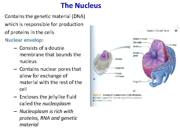 The Nucleus Contains the genetic material (DNA) which is responsible for production of proteins