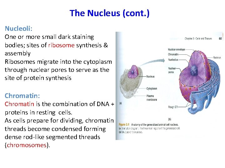 The Nucleus (cont. ) Nucleoli: One or more small dark staining bodies; sites of