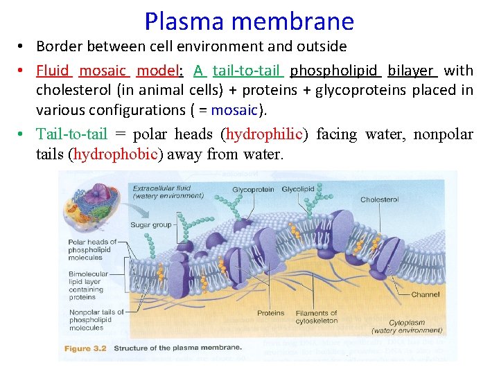 Plasma membrane • Border between cell environment and outside • Fluid mosaic model: A