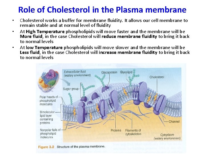Role of Cholesterol in the Plasma membrane • • • Cholesterol works a buffer