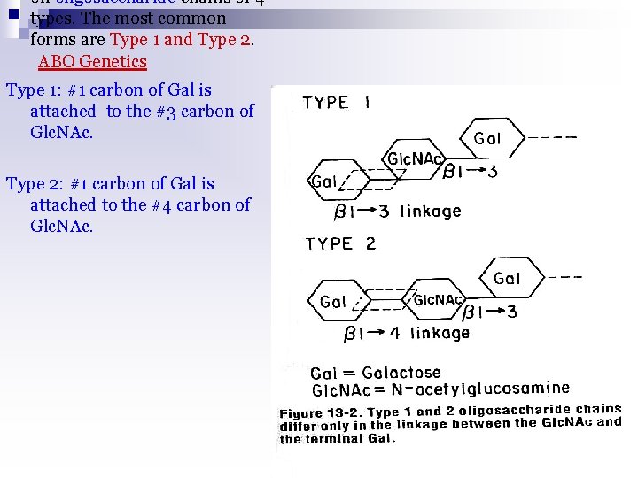 on oligosaccharide chains of 4 types. The most common forms are Type 1 and