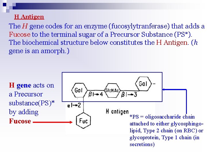 H Antigen The H gene codes for an enzyme (fucosylytranferase) that adds a Fucose