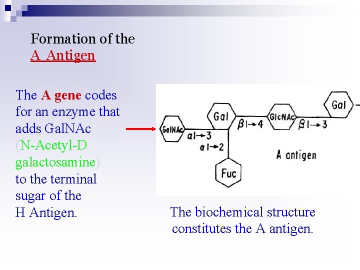 Formation of the A Antigen The A gene codes for an enzyme that adds