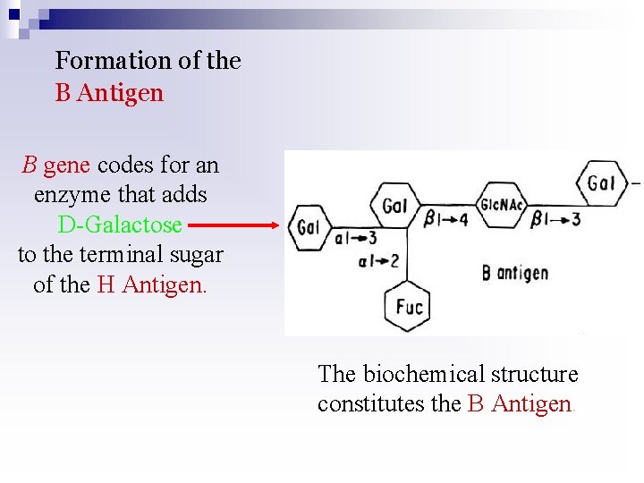 Formation of the B Antigen B gene codes for an enzyme that adds D-Galactose