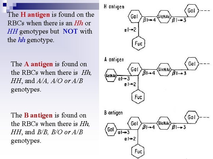 The H antigen is found on the RBCs when there is an Hh or