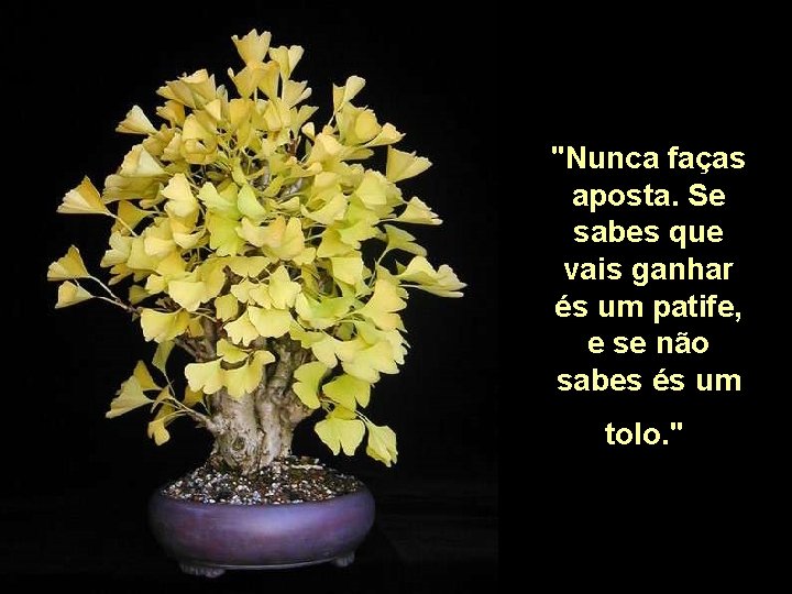 "Nunca faças aposta. Se sabes que vais ganhar és um patife, e se não