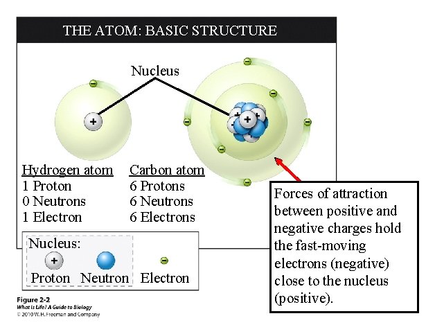 THE ATOM: BASIC STRUCTURE Nucleus Hydrogen atom 1 Proton 0 Neutrons 1 Electron Carbon