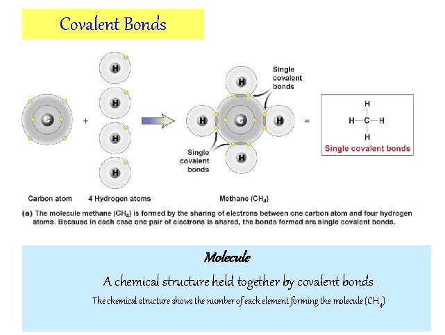Covalent Bonds Molecule A chemical structure held together by covalent bonds The chemical structure