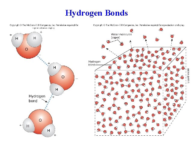 Hydrogen Bonds 