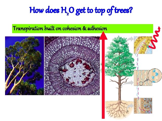 How does H 2 O get to top of trees? Transpiration built on cohesion
