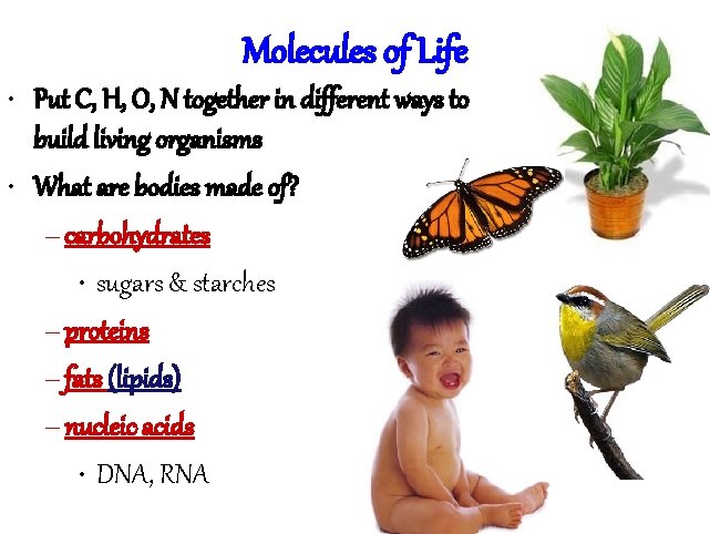 Molecules of Life • Put C, H, O, N together in different ways to