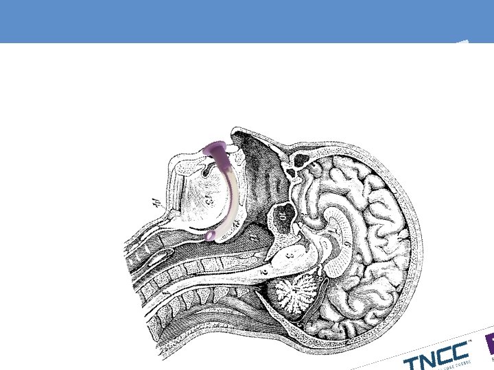 p o r O e g n hary a w r i al A