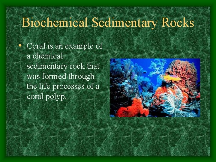Biochemical Sedimentary Rocks • Coral is an example of a chemical sedimentary rock that