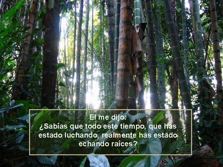 El me dijo: ¿Sabías que todo este tiempo, que has estado luchando, realmente has