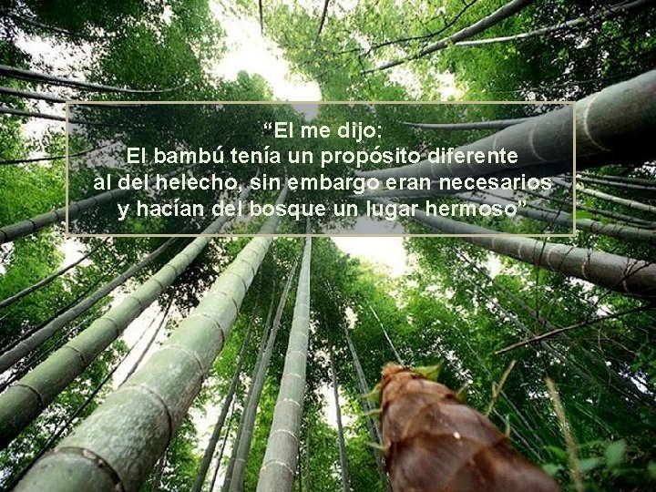 “El me dijo: El bambú tenía un propósito diferente al del helecho, sin embargo