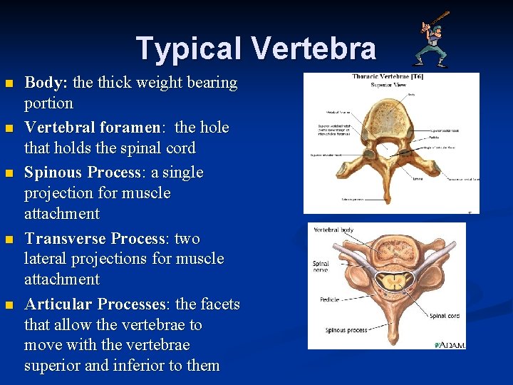 Typical Vertebra n n n Body: the thick weight bearing portion Vertebral foramen: the Typical Vertebra n n n Body: the thick weight bearing portion Vertebral foramen: the