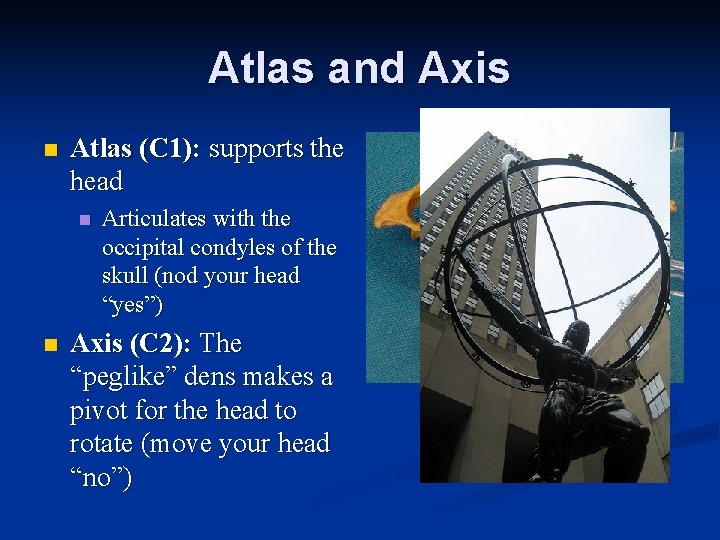 Atlas and Axis n Atlas (C 1): supports the head n n Articulates with Atlas and Axis n Atlas (C 1): supports the head n n Articulates with