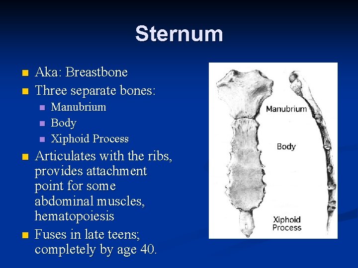 Sternum n n Aka: Breastbone Three separate bones: n n n Manubrium Body Xiphoid Sternum n n Aka: Breastbone Three separate bones: n n n Manubrium Body Xiphoid