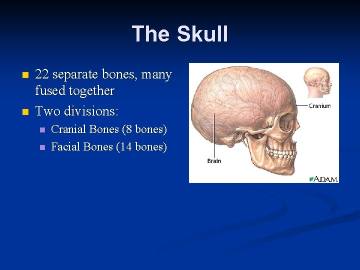 The Skull n n 22 separate bones, many fused together Two divisions: n n The Skull n n 22 separate bones, many fused together Two divisions: n n