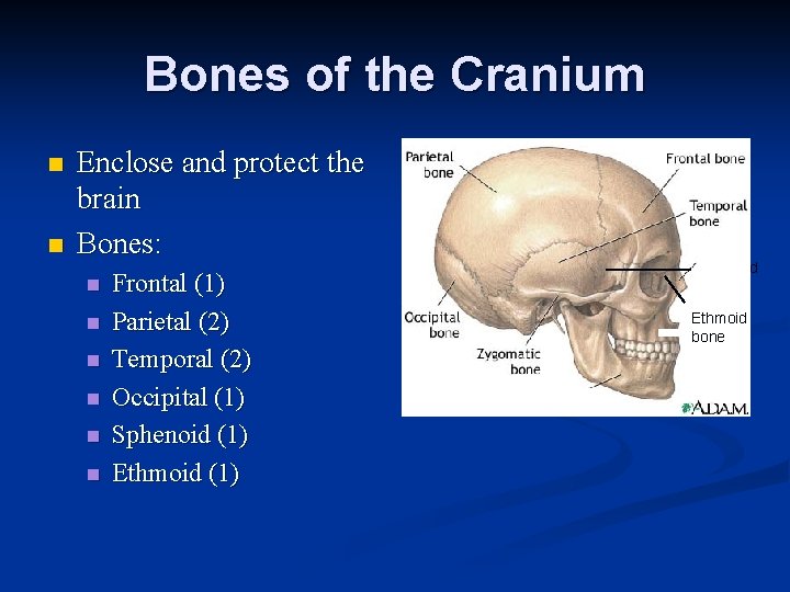 Bones of the Cranium n n Enclose and protect the brain Bones: n n Bones of the Cranium n n Enclose and protect the brain Bones: n n